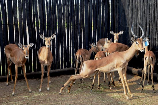 Impala Breeding Herd with Split Black Ram